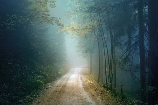 Fototapeta Magic autumn color foggy forest road. Scary dark blue green colored countryside woodland.