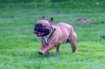 Mops rennt auf der Wiese