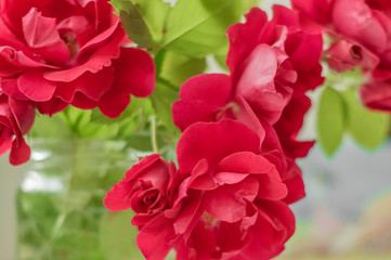 Fresh red roses in a jar on the table.
