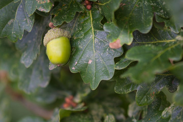 Obraz premium acorn on oak tree