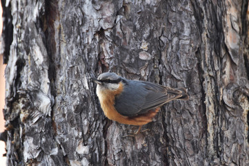 Eurasian nuthatch, wood nuthatch; Sitta europaea, clinging on tree