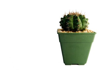 cactus on white background