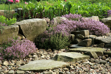 Breckland thyme, wild thyme on the stone wall. Decorative path with natural stone. The garden...
