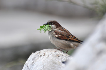 House sparrow on a rock with grass in its beak