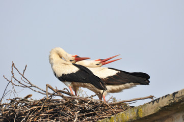 Couple of white stork in nest. Springtime is time for love of storks.