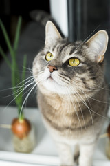 gray cat with yellow eyes sitting on the window sill