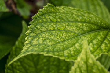 Close up of water droplets