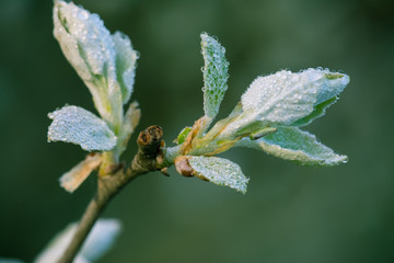 Morning dew drop on the plants 