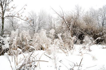 winter landscape