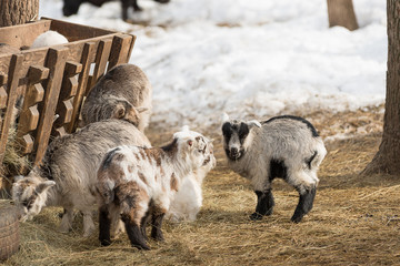 Little lambs eat hay from the trough