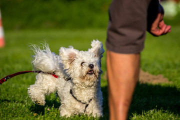 White Terrier Pudel auf der Wiese rennt zum Herrchen