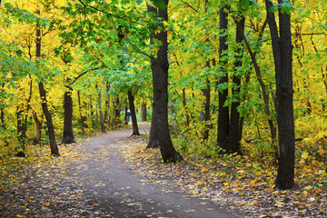 Pathway in the autumn forest