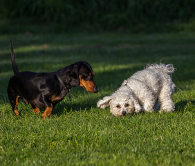 Dackel und White Terrier spielen beim Hundetraining
