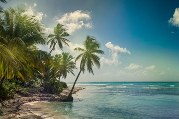 Beach with coconut palm,  uninhabited tropical island