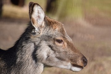Ein junges liebes Reh sehnt sich nach dem Frühjahr, dann wächst endlich wieder frisches Futter auf der Wiese.