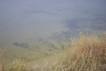 
eringiuma field on the slope near the sea
