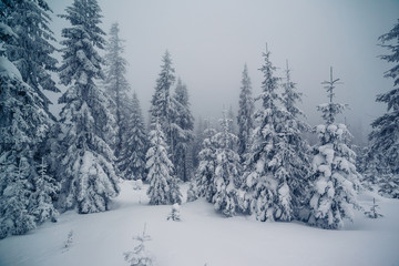 beautiful wintry landscape