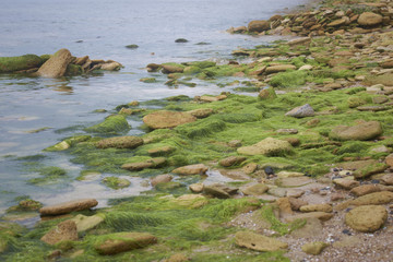 Marine stone beach with seaweed on the shore
