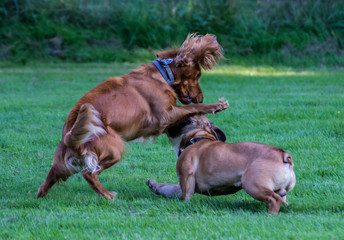 Cocker Spaniel und Mops spielen auf der Wiese