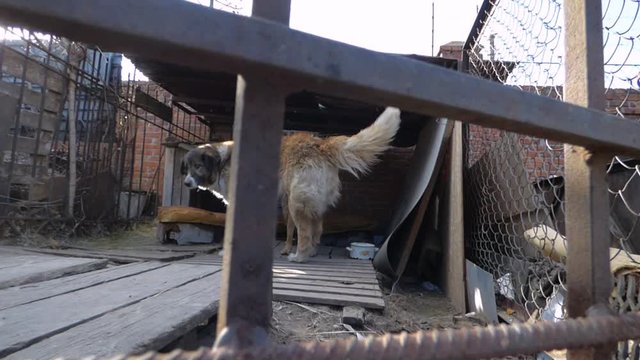 Caucasian shepherd dog in a cage with thick iron bars