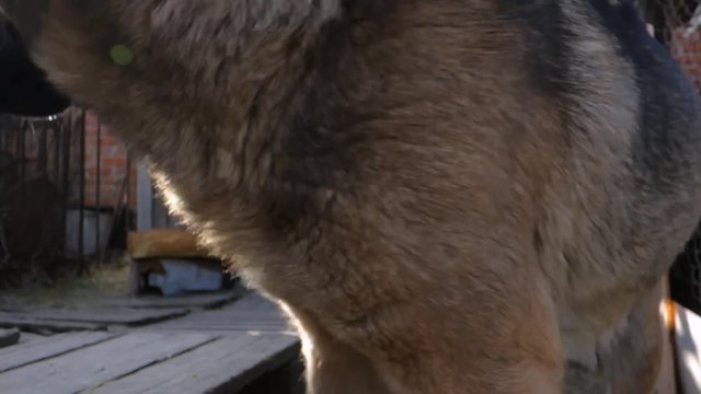 The dog in the cage approached the operator and gazed into the camera lens