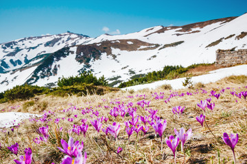 Obraz premium beautiful spring flowers