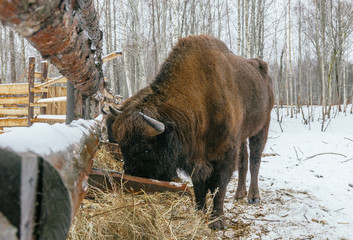 Adult European Bison is Eating Velours Grasses