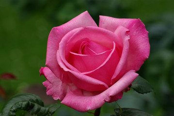 Rose au lever du jour au jardin