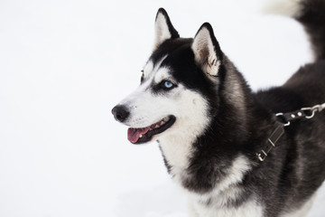 Beautiful Siberian Husky dog in winter forest