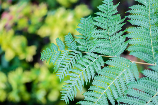 Beautiful Green Fern Leaves