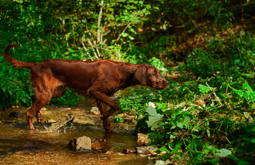 Irish Setter pointing