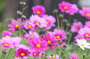 Fresh Pink cosmos flowers field in Thailand.