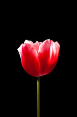 Single red tulip isolated on black background.