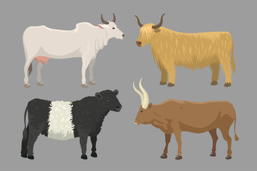 Bull and cow farm animal vector illustration.
