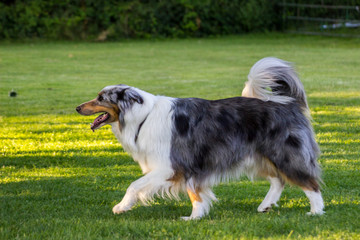 Australian Shepherd l&auml;uft &uuml;ber den gr&uuml;nen Rasen