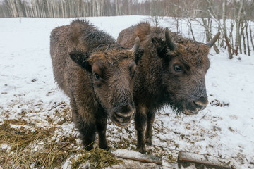 Two Small European Bisons in National Park © artistique7
