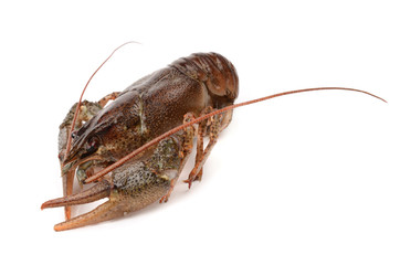 crayfish on a white background