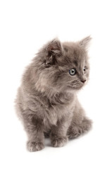 gray kitten