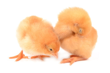 Obraz premium Chickens on a white background
