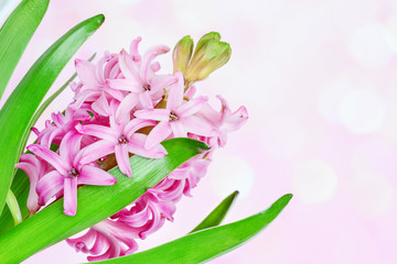 Pink hyacinth on pink background