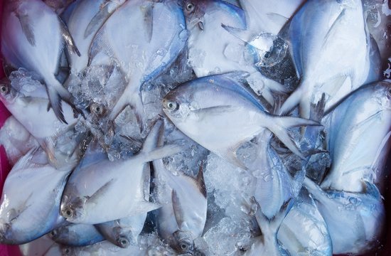 Fresh fish from commercial fisheries.