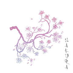 Sakura japanese cherry branch with flowers vector illustration. Blossoming tree with falling petals hand drawn sketch.