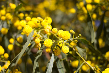 Obraz premium Yellow ball of mimosa flowers. Woman s day, 8 march