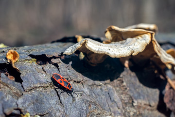 Pyrrhocoris apterus bug in forest