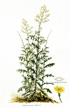 Wild lettuce (Lactuca virosa) (from Meyers Lexikon, 1895, 7/568/569)
