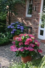 Hydrangea macrophylla blau und rot Tellerhortensie Dekortopf 