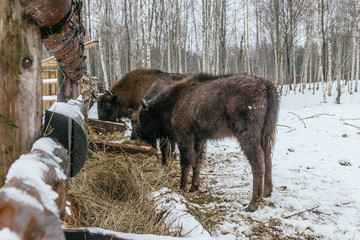 Feeding of European Bisons' Family in National Park