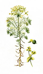Cypress spurge (Euphorbia cyparissias) (from Meyers Lexikon, 1895, 7/568/569)