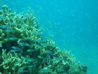 Fototapeta na wymiar 海中　魚　サンゴ