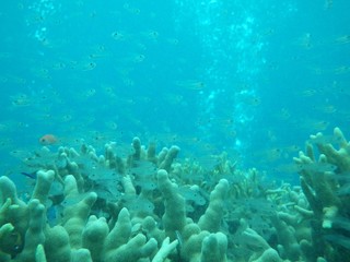 Naklejka na ściany i meble 海中　魚　サンゴ